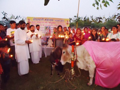 Why Sweet Jaggery Rice (Pongal) is Fed to Cows During Harvest Festivals