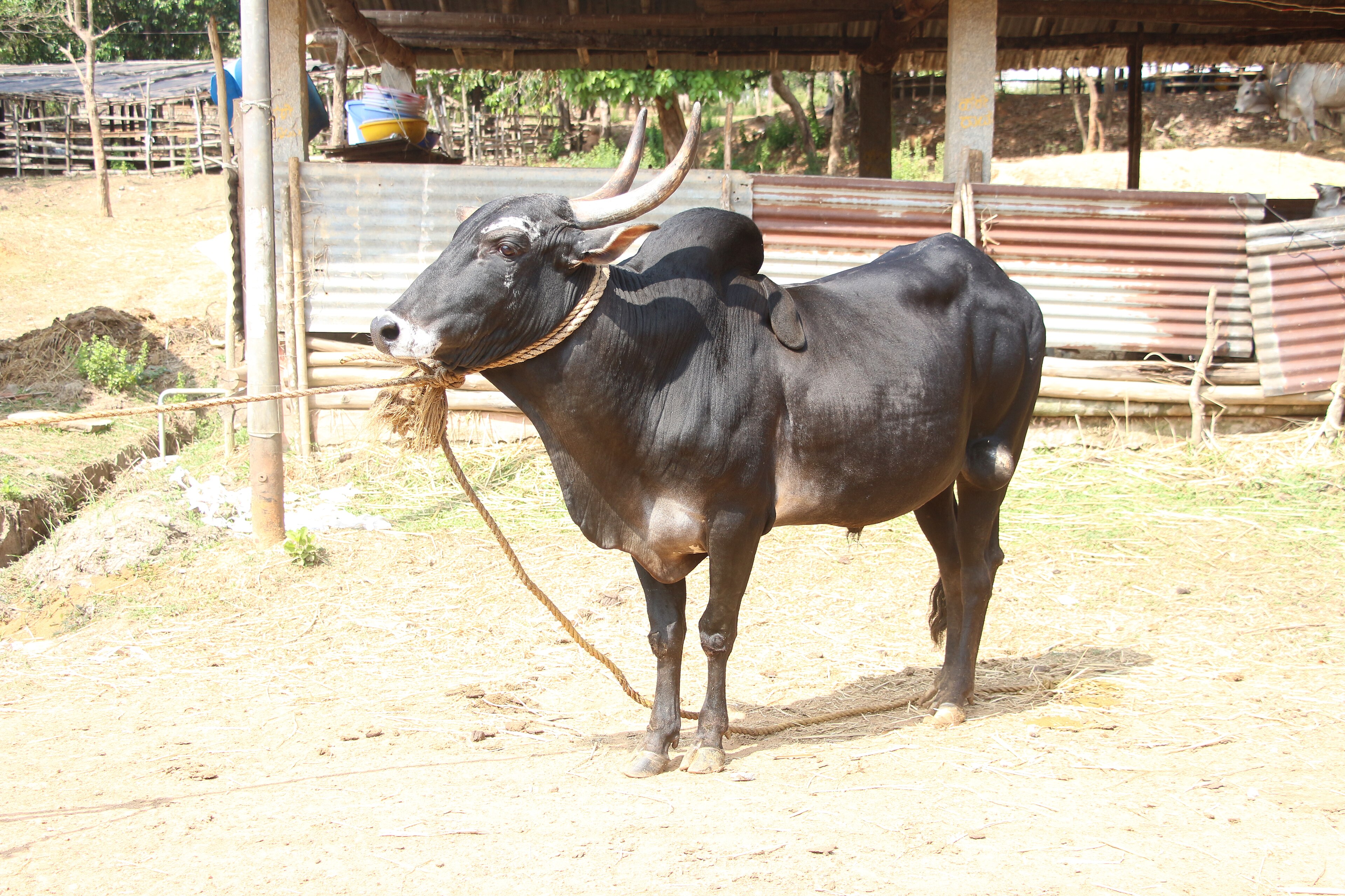 Veera Nandi (వీర నంది)